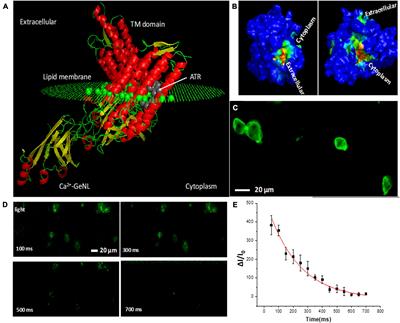 Bioluminescent Multi-Characteristic Opsin for Simultaneous Optical Stimulation and Continuous Monitoring of Cortical Activities